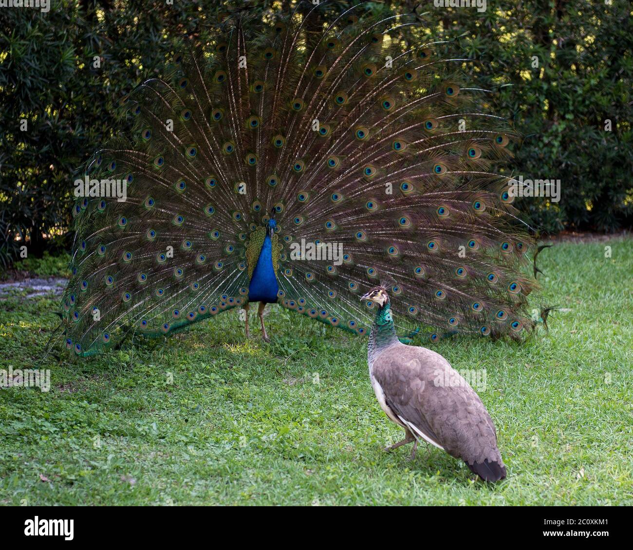Peacock birds closeup profile, the beautiful colourful bird. Peacock