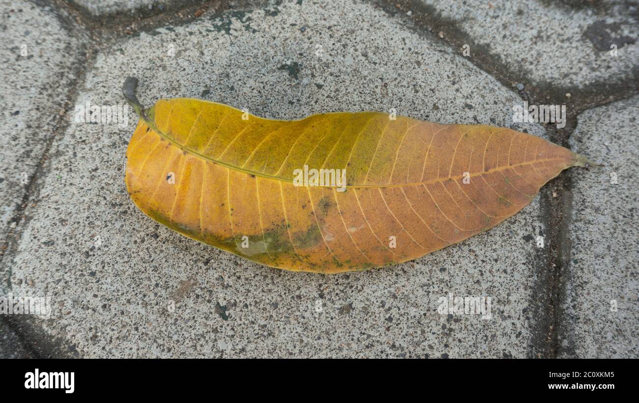 Mango leaves that fall due to seasonal changes, yellowish with natural texture Stock Photo