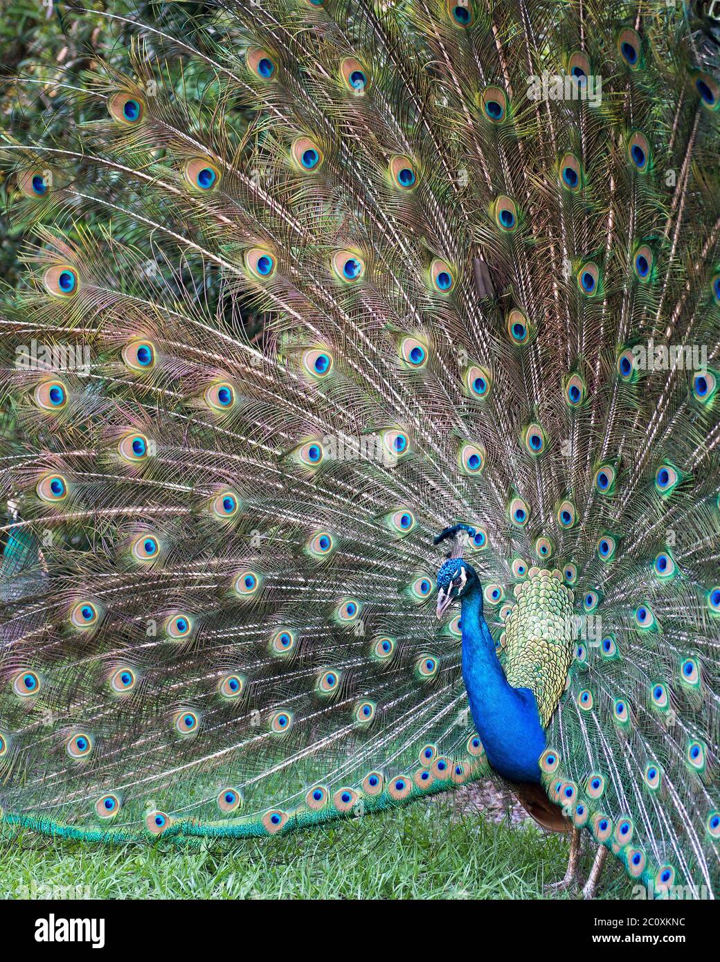Peacock bird close-up profile, the beautiful colorful bird. Peacock bird displaying fold open elaborate fan with train shimmering feathers with blue-g Stock Photo
