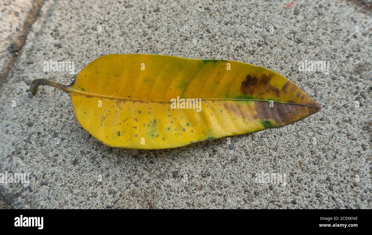 Mango leaves that fall due to seasonal changes, yellowish with natural texture Stock Photo