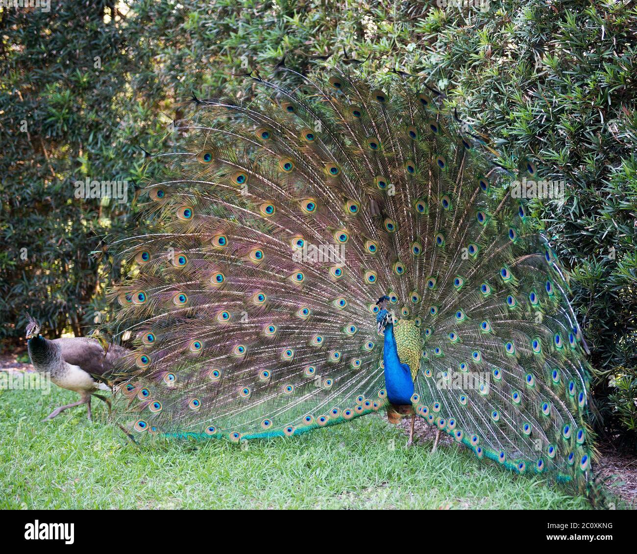 Peacock bird, the beautiful colorful bird in courtship with a female peacock present. Peacock bird displaying fold open elaborate fan with train shimm Stock Photo
