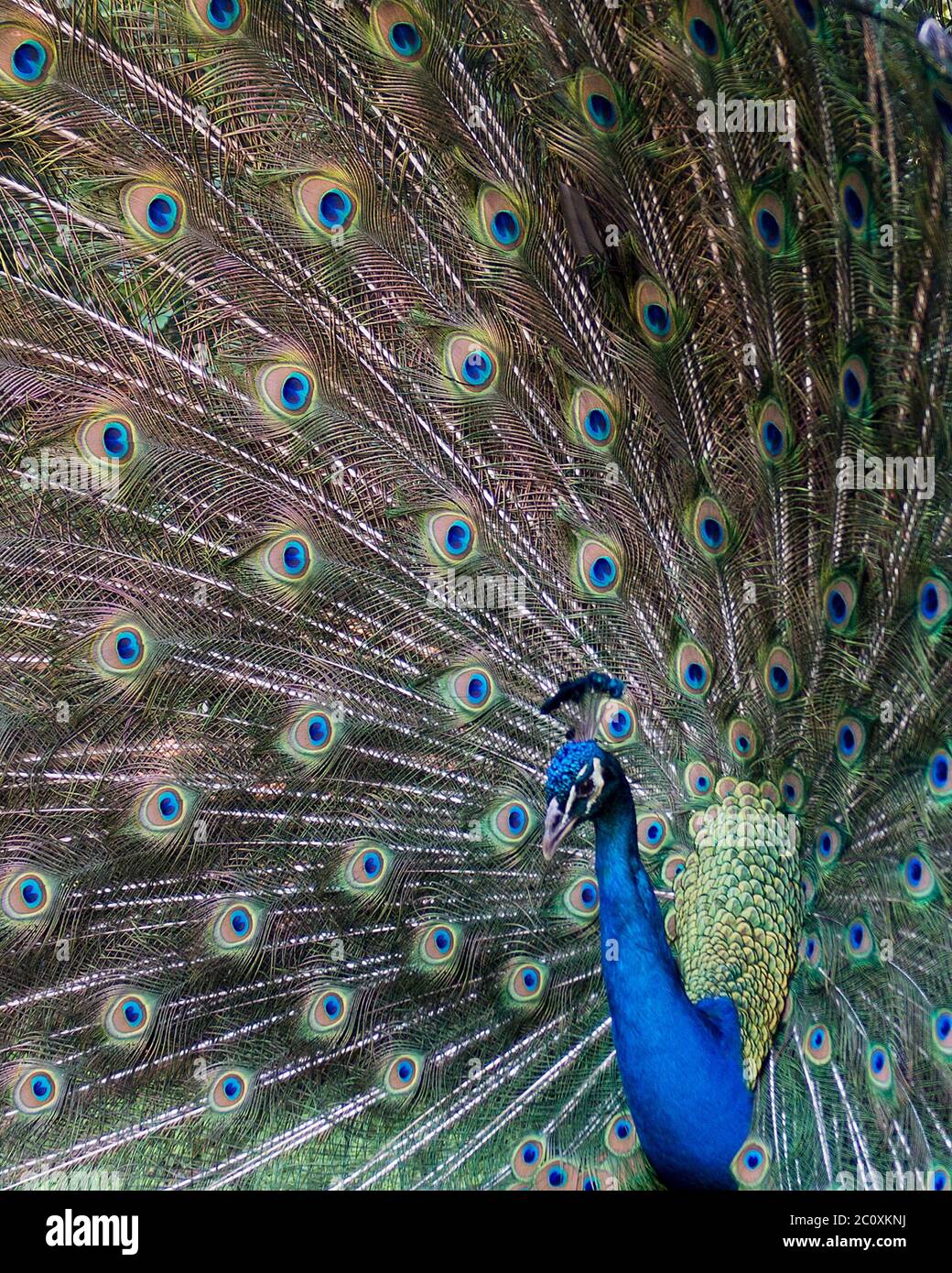 Peacock bird, the beautiful colorful bird. Stock Photo