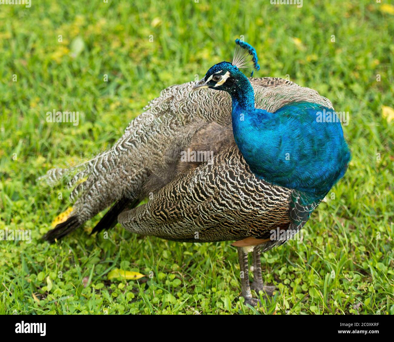 Peacock bird, the beautiful colourful bird standing on grass in its environment and surrounding displaying beautiful colourful feathers plumage. Stock Photo