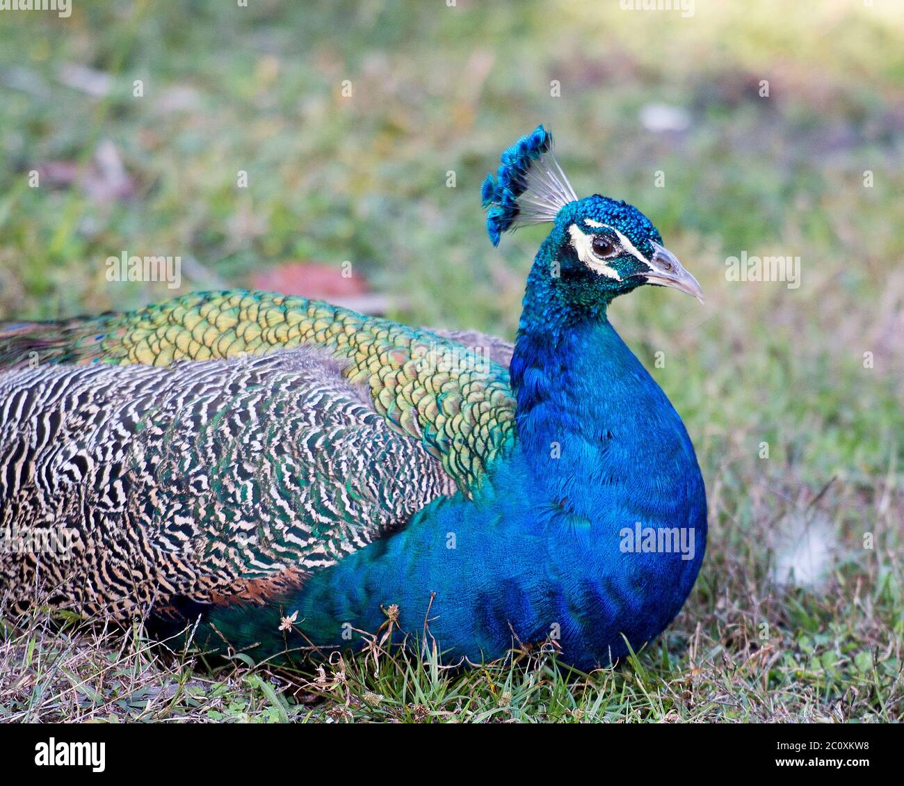 Peacock bird close-up profile view, the beautiful colorful bird resting on ground foliage in its environment and surrounding. Stock Photo