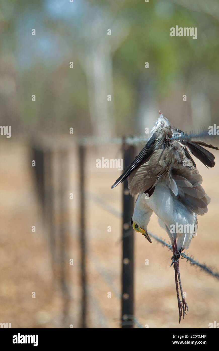 Masked plover impaled on barbed-wire fence after an error of judgement in an aerial battle with a rival on a cattle station in Cape York, Australia. Stock Photo