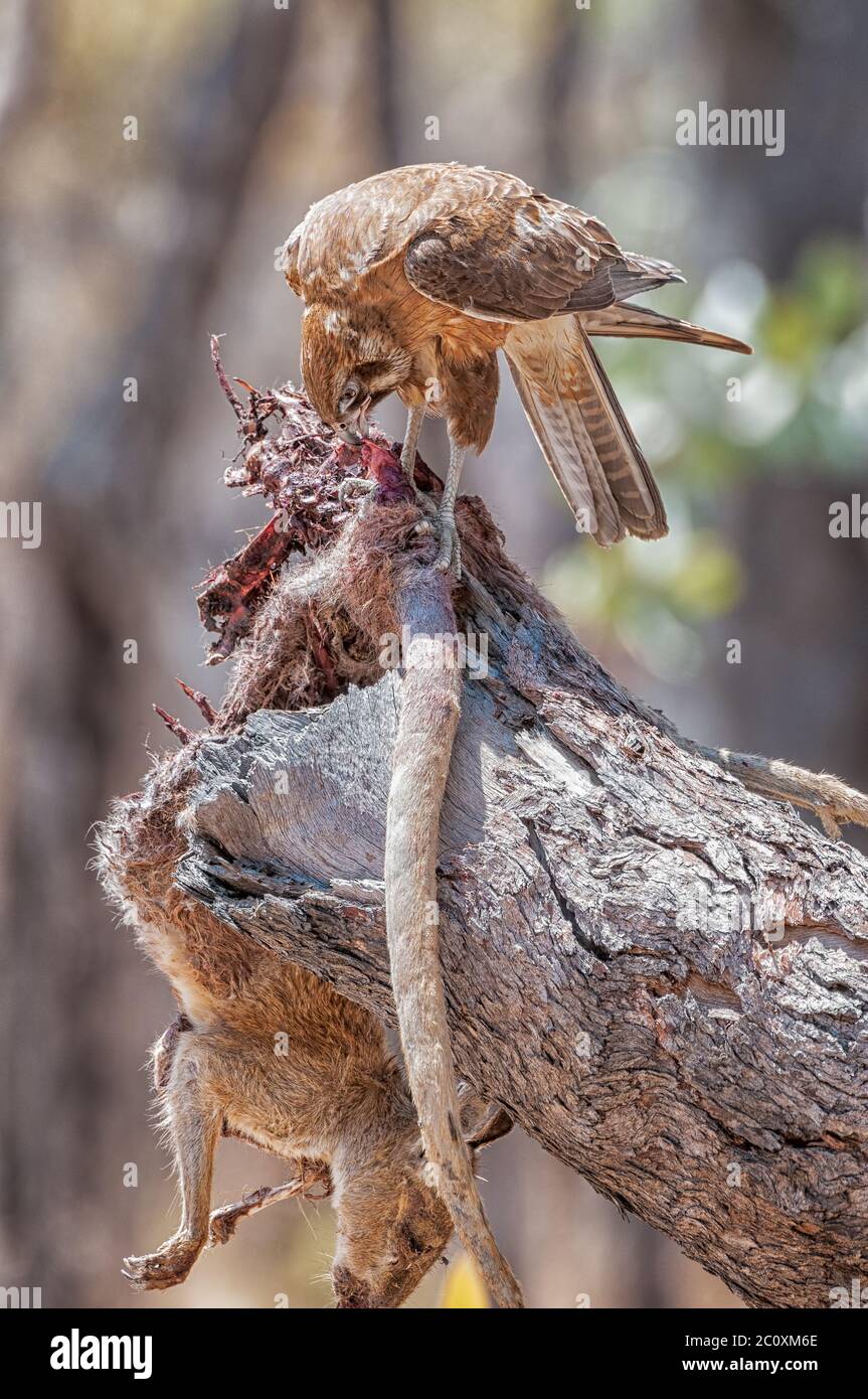 An adult,  pale morph, brown falcon perched on a tree stump feeding on the leftover wedge-tailed eagle's wallaby carcass in Cape York, Australia. Stock Photo