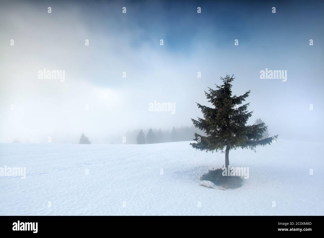 spruce tree on snowy mountain top in fog Stock Photo