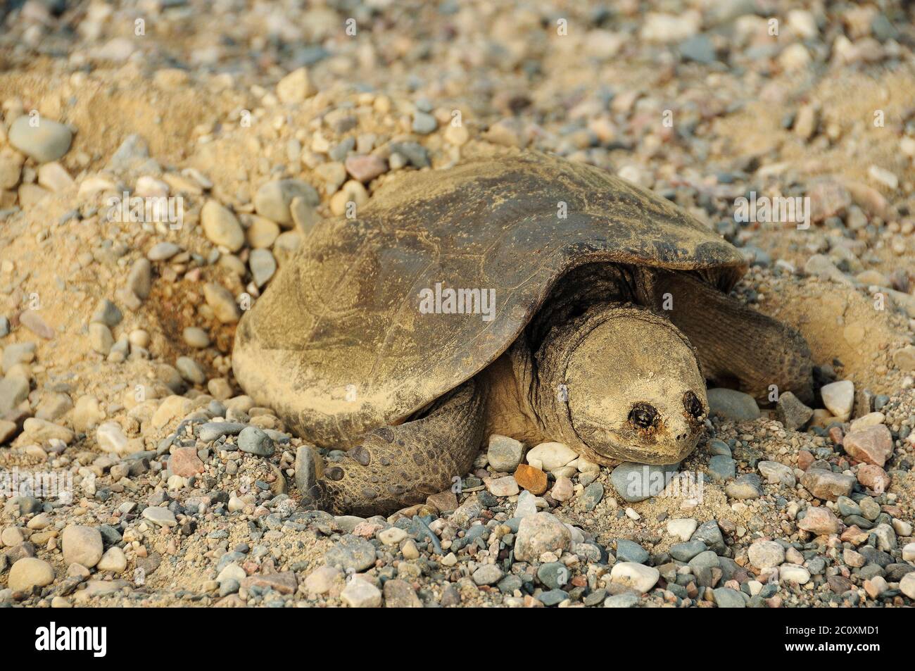 Snapping Turtle laying eggs in its environment and surrounding. Stock Photo