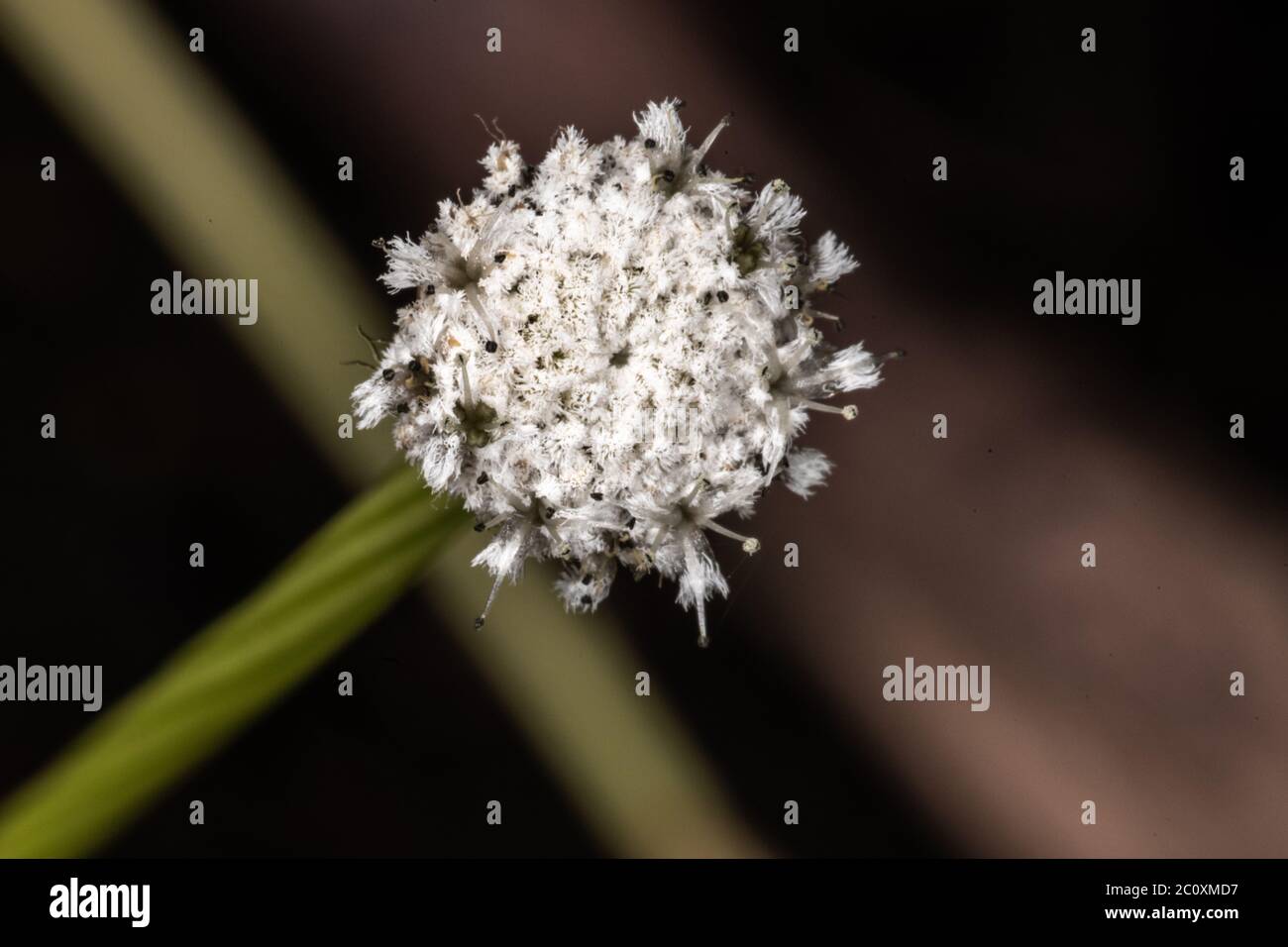 Flattened Pipewort (Eriocaulon compressum) Stock Photo