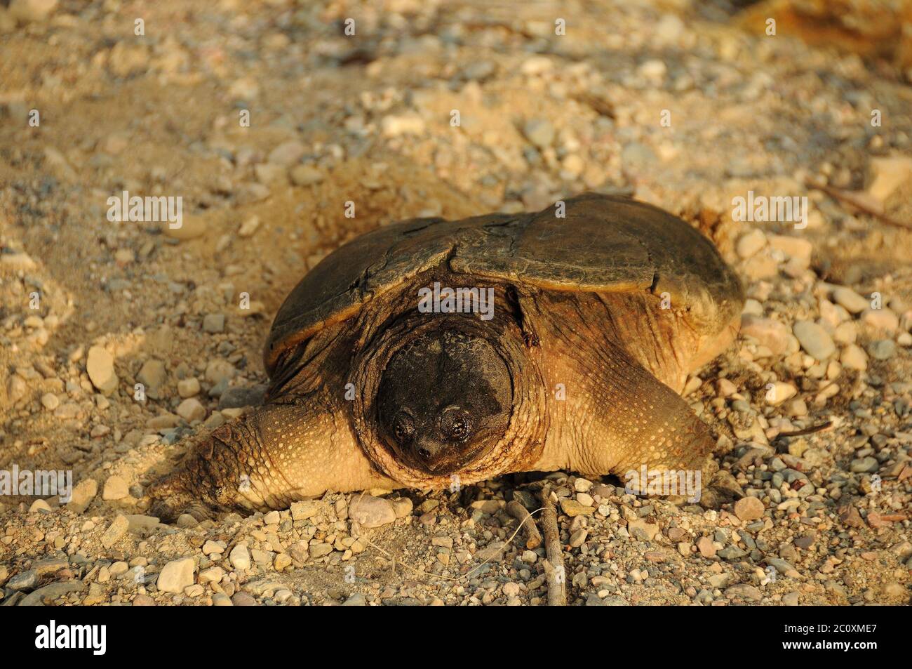Snapping Turtle in its environment and surrounding. Stock Photo