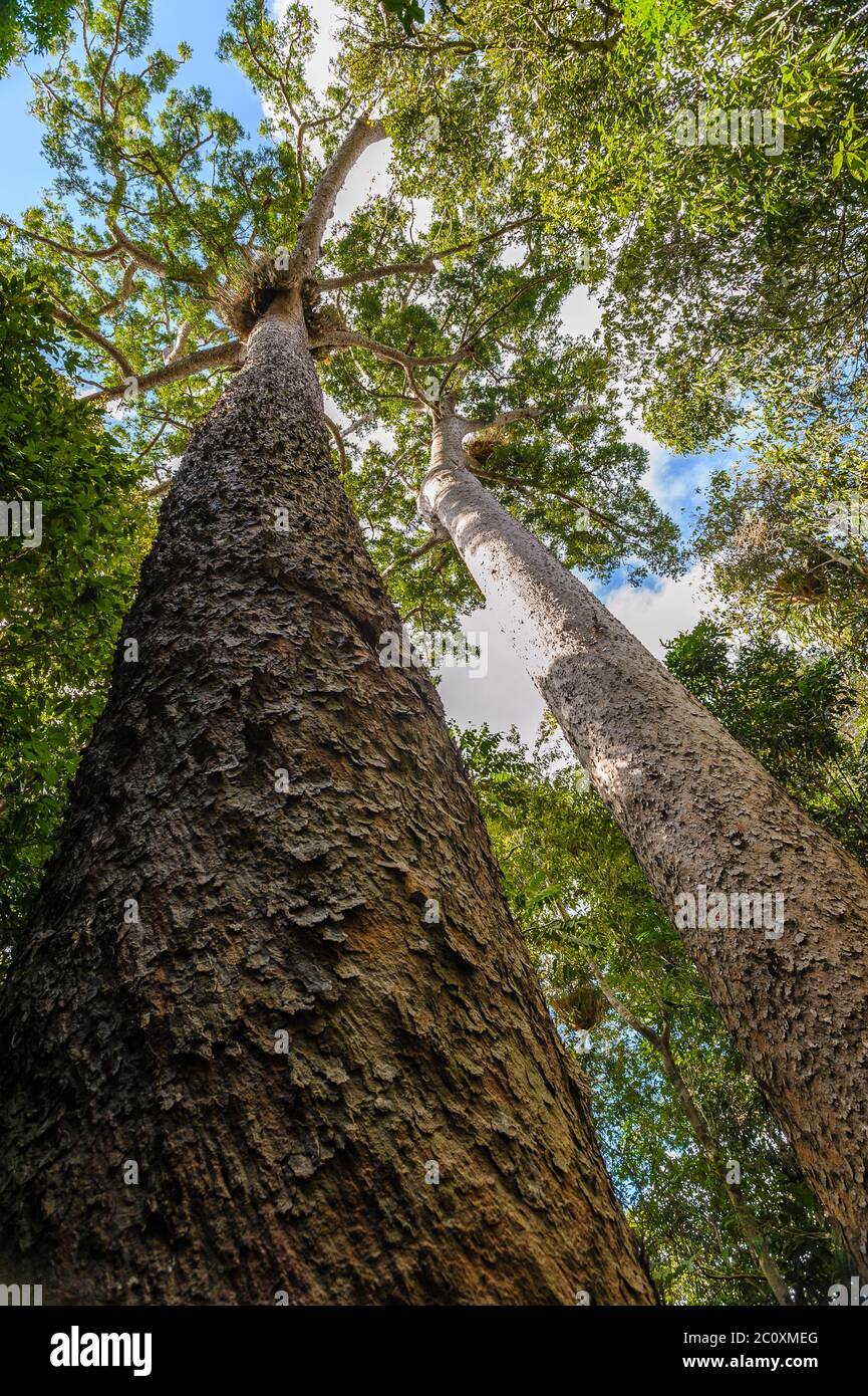 A view up along the large, twin rough barked Kauri pines at Lake Barrine on the Atherton Tablelands of Far North Queensland in Australia. Stock Photo