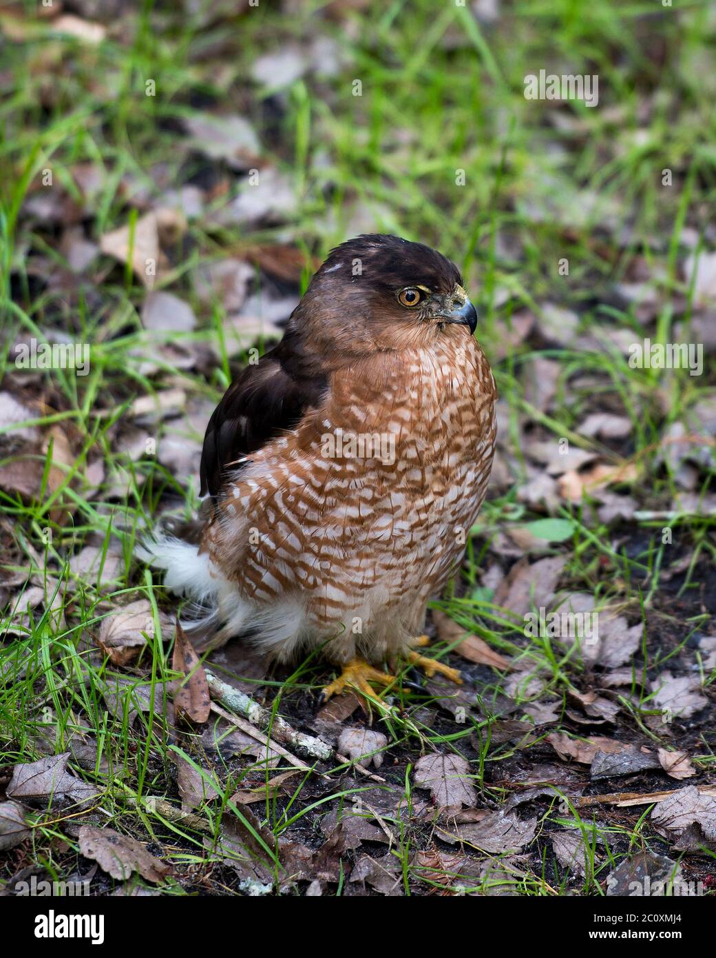 Hawk bird head close-up profile view displaying eyes, beak, brown plumage with a foliage background in its surrounding and environment. Stock Photo