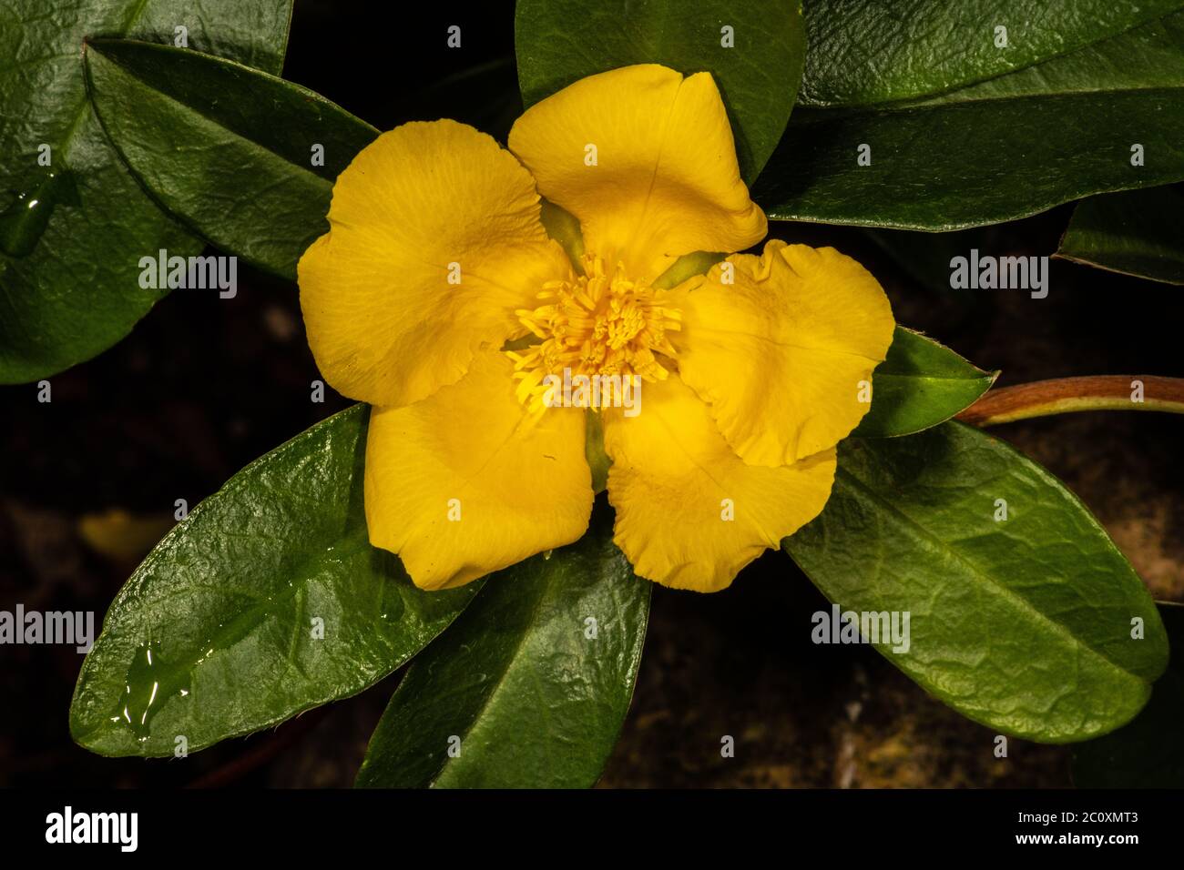 Snake Vine, Climbing Guinea Flower, Golden Guinea Vine, Gold Guinea Plant (Hibbertia scandens) Stock Photo