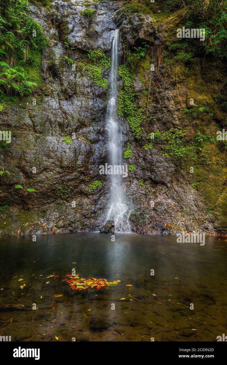 Silver falls and rock pool with floating foreground autumn leaves on the Nandroya Falls circuit walk in North Queensland, Australia. Stock Photo