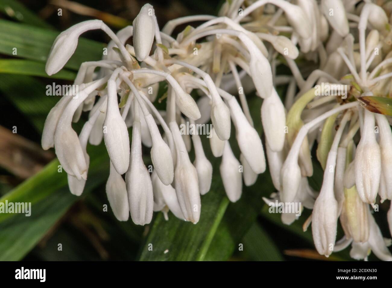 Dwarf Lilyturf (Ophiopogon jaburan) Stock Photo