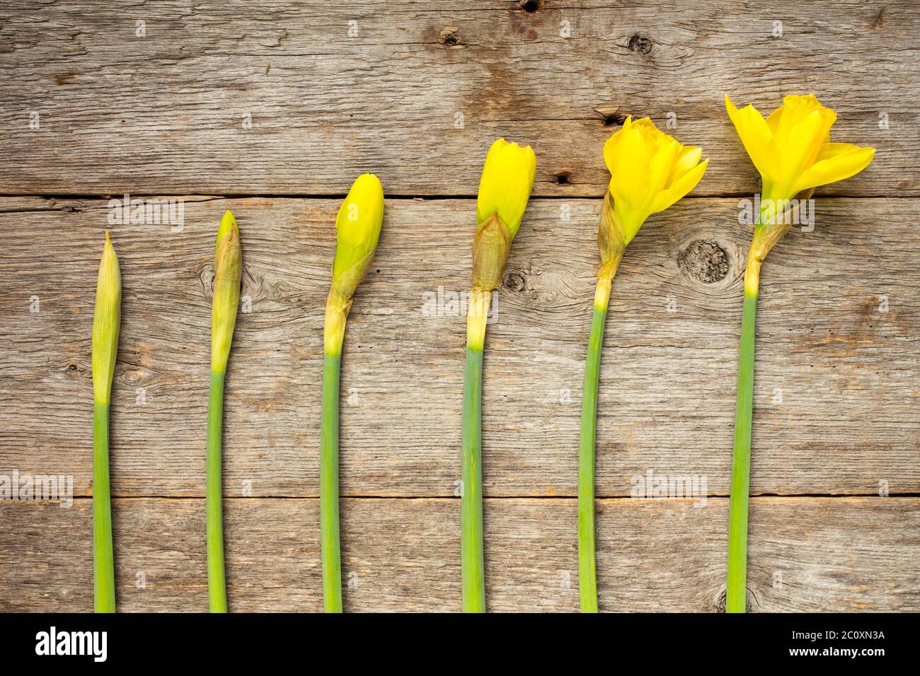 Daffodils in different stages of blooming Stock Photo Alamy