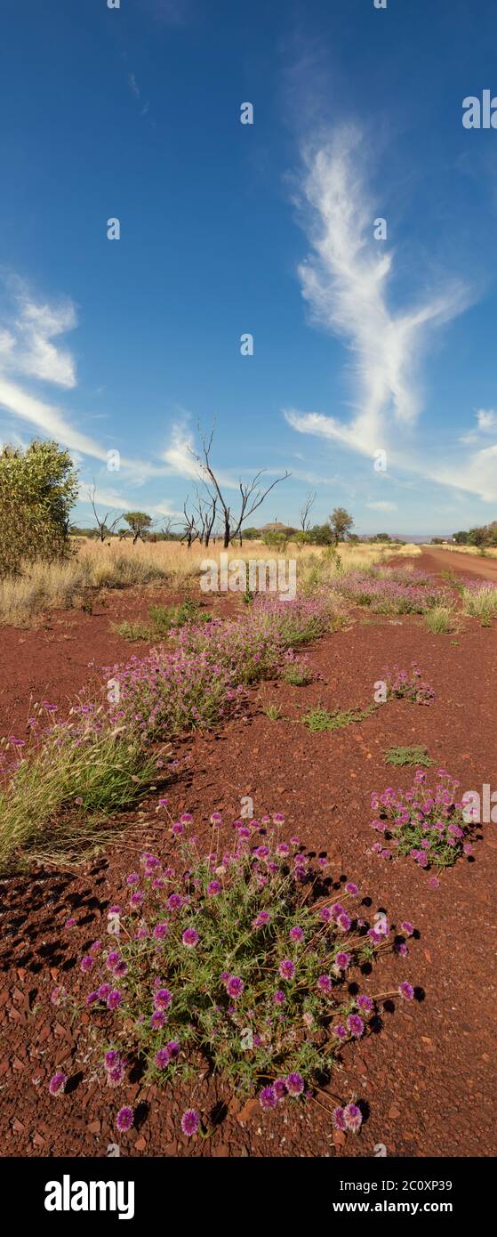 Low angle of view, vertical panorama of bachelors button wild flowers on  the iconic red stones and open blue sky of Karajini, in Western Australia. Stock Photo