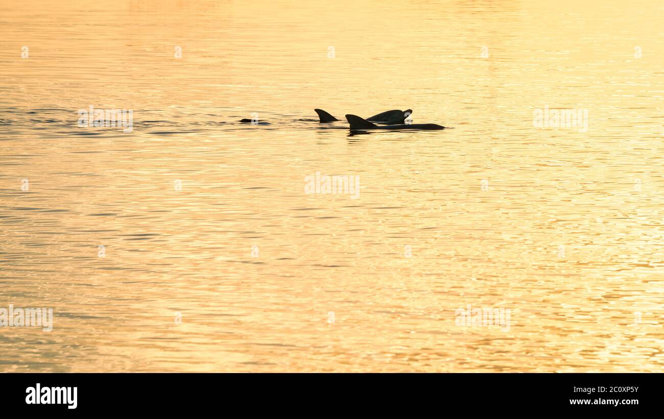 Golden sunset as wild dolphins move back out to sea after hand feeding at popular Monkey Mia's conservancy in Western Australia. Stock Photo
