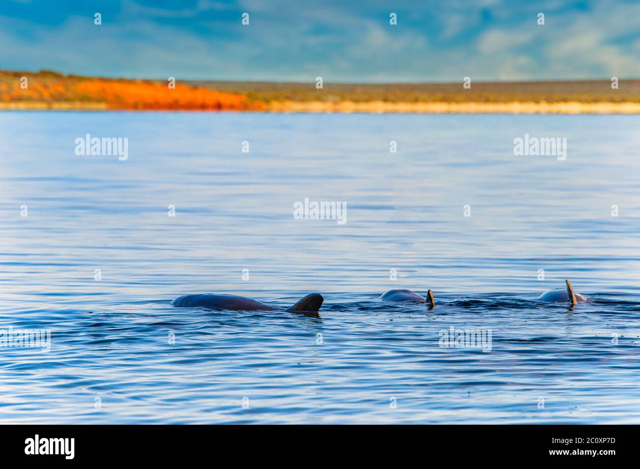 Indian Ocean at Monkey Mia with wild dolphins waiting for feeding time in the Western Australian marine dolphin conservancy. Stock Photo
