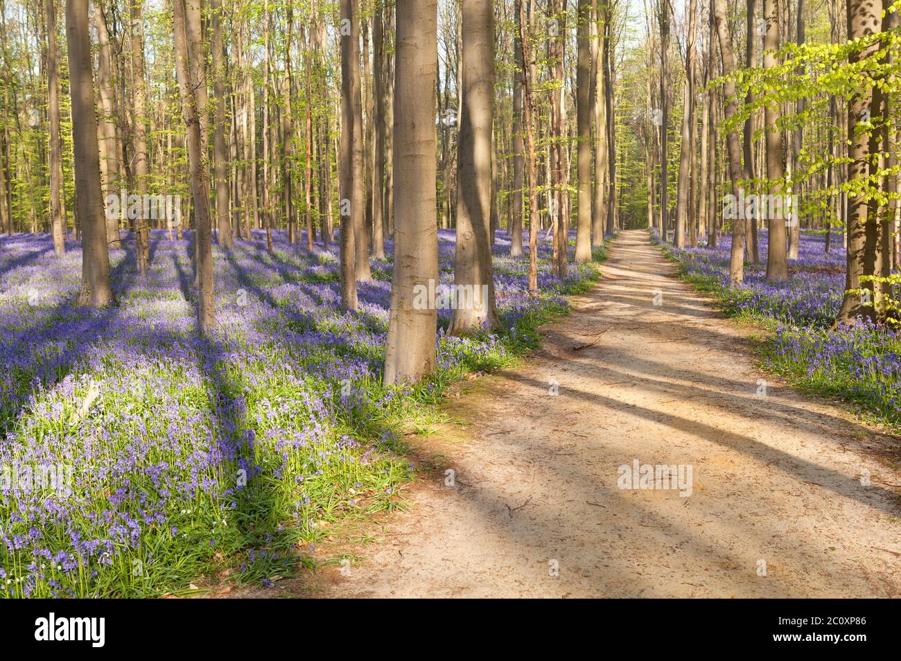 path in forest with bluebells Stock Photo