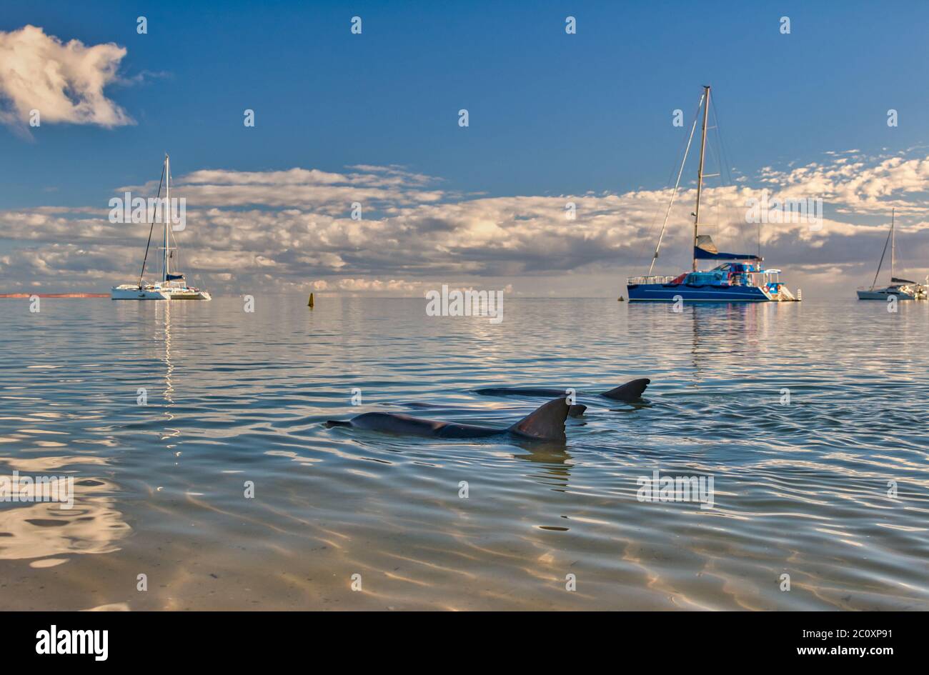 Moored yachts off a calm Indian Ocean at Monkey Mia with dolphins waiting for feeding time in the Western Australian marine dolphin conservancy. Stock Photo