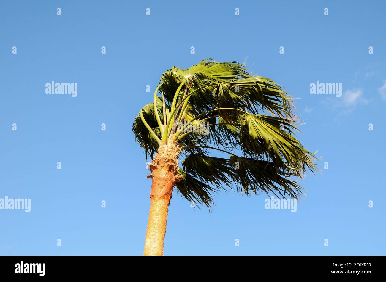 Palm tree bent in storm hires stock photography and images Alamy
