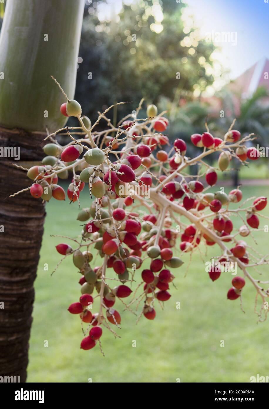 Christmas Palm Fruit
