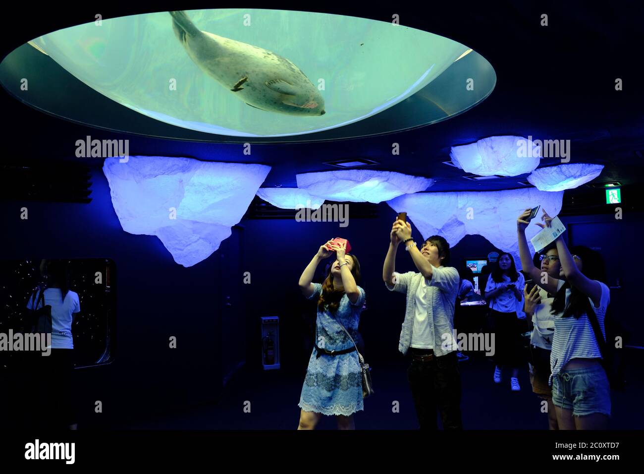Osaka Japan Osaka Aquarium Kaiyukan underwater Seal observatory Stock