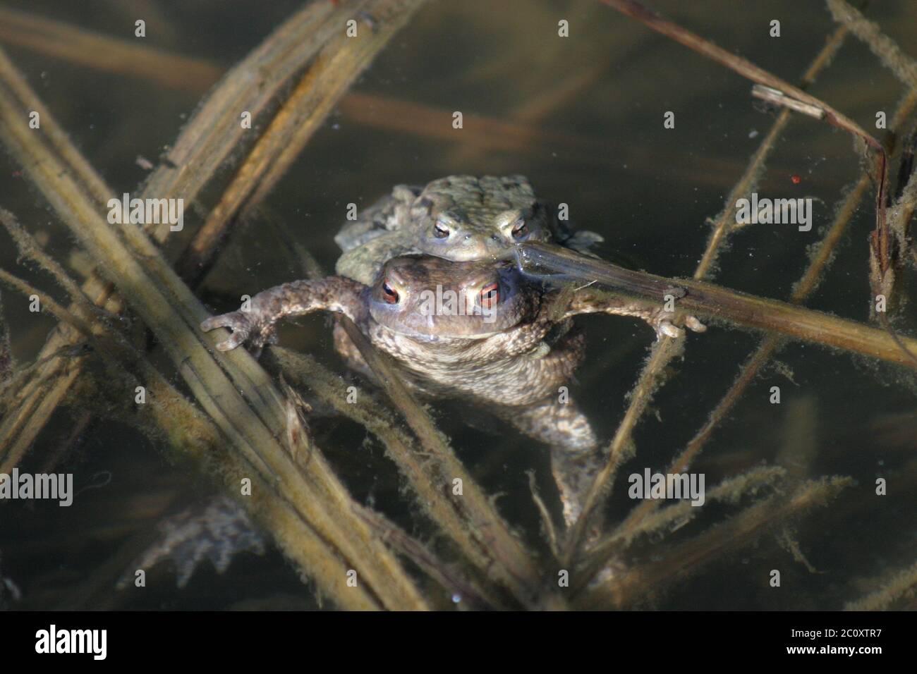 Earth toads hi-res stock photography and images - Alamy
