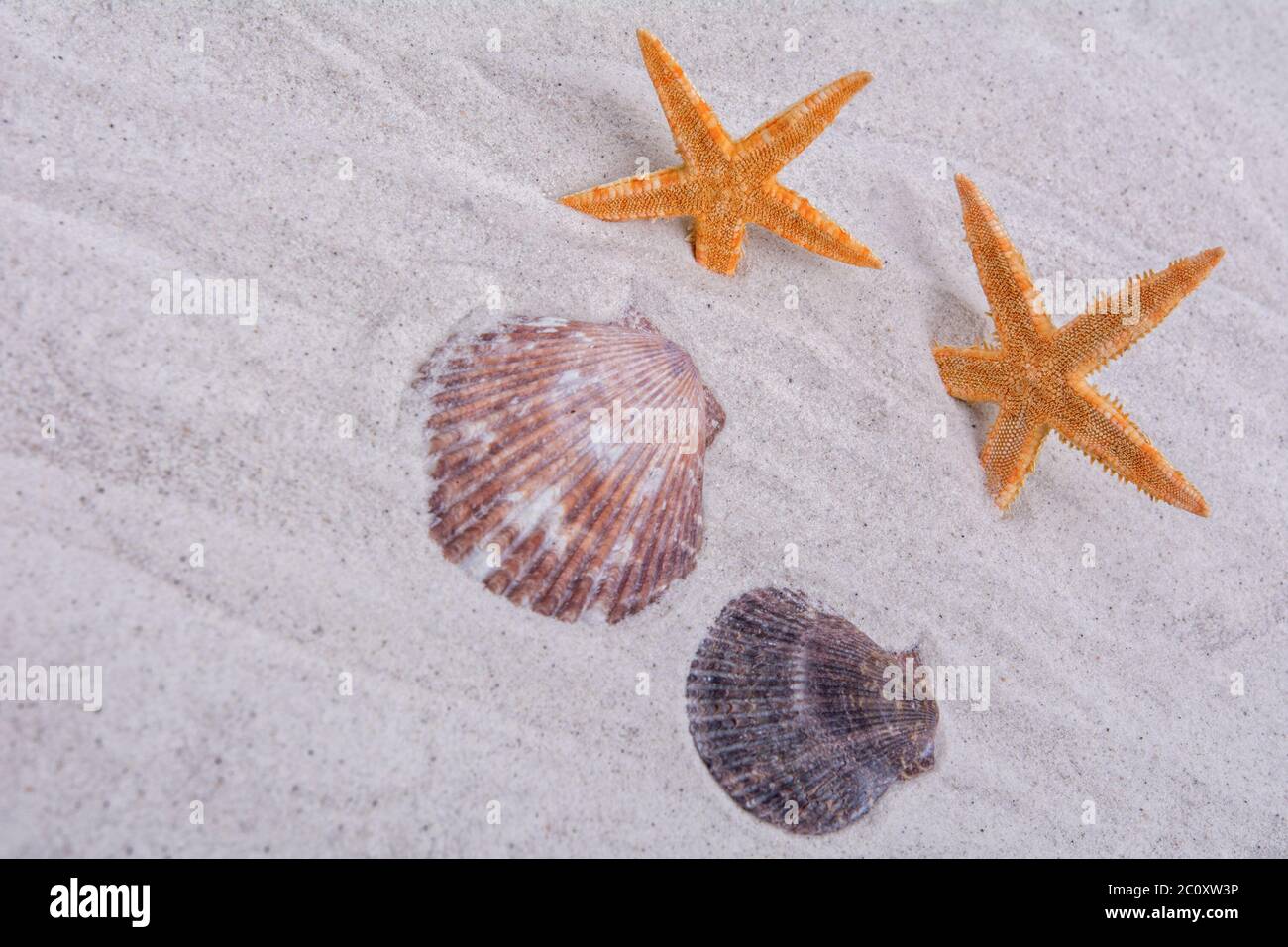 Orange starfishes and two shells on a sand background Stock Photo