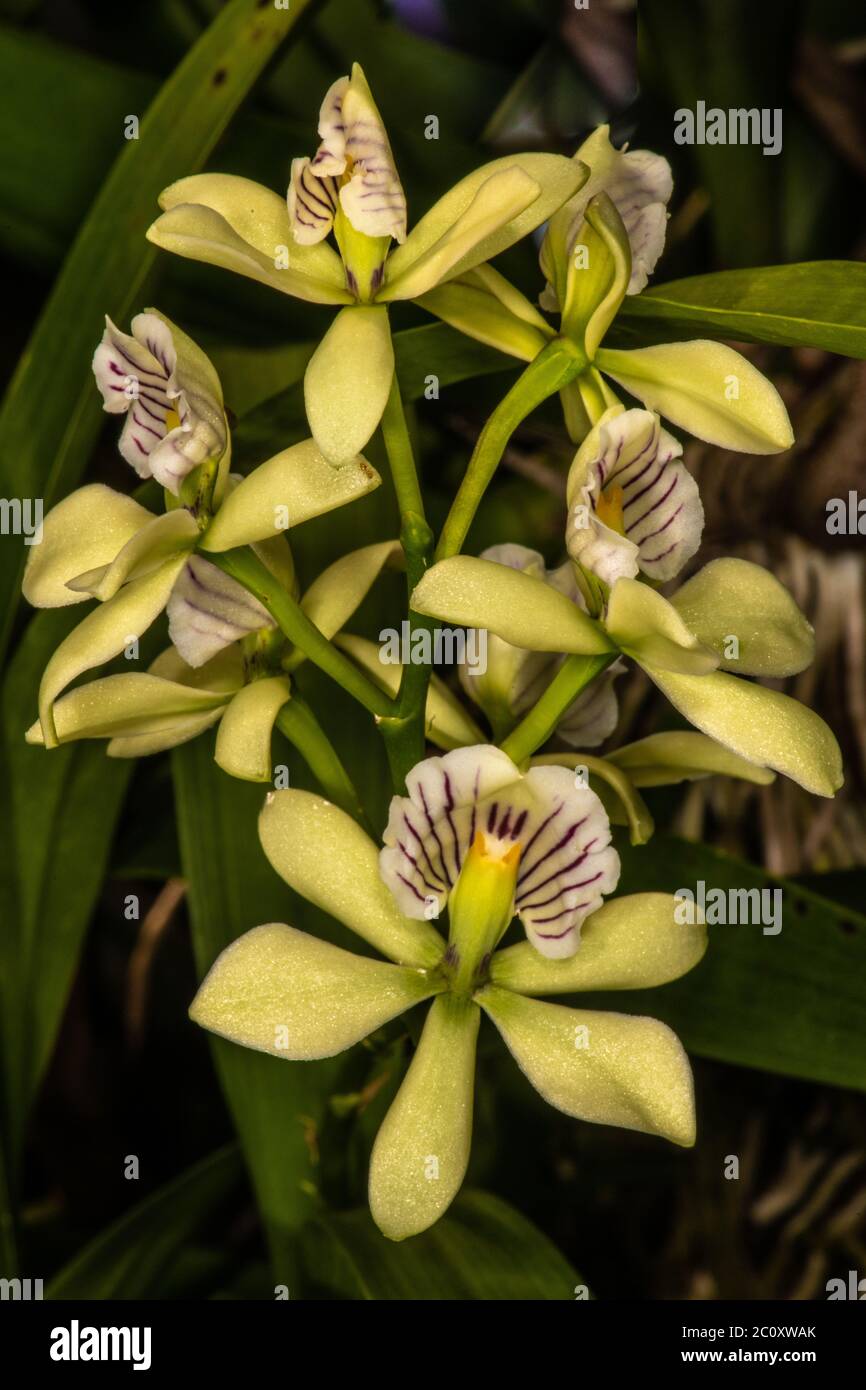 Encyclia Orchid (Encyclia radiata) Stock Photo