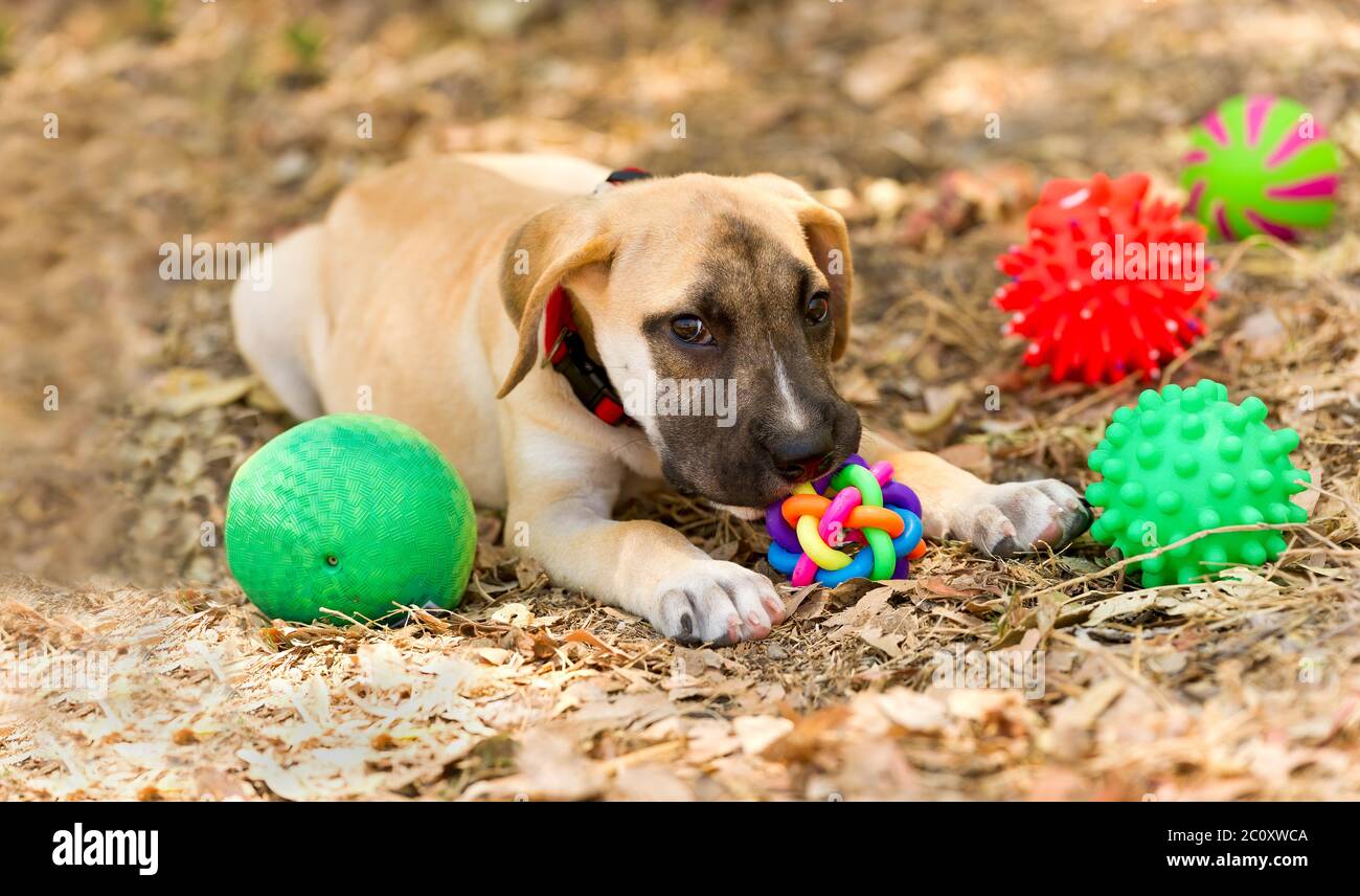 A Puppy Dog is Playing With His Toys Outside Stock Photo