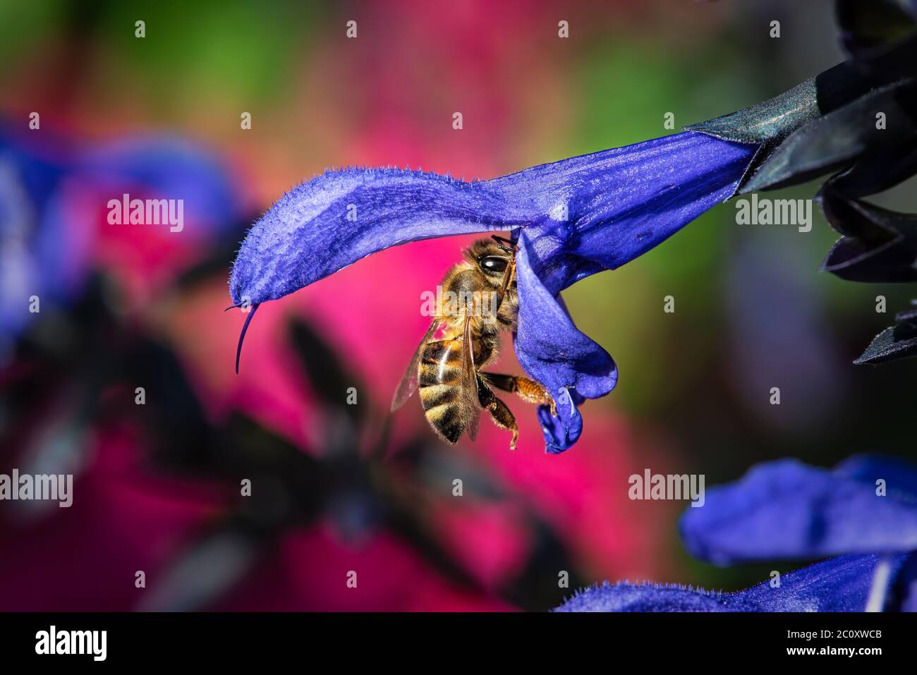 A Honey Bee is Gathering Pollen From a Flower Stock Photo - Alamy