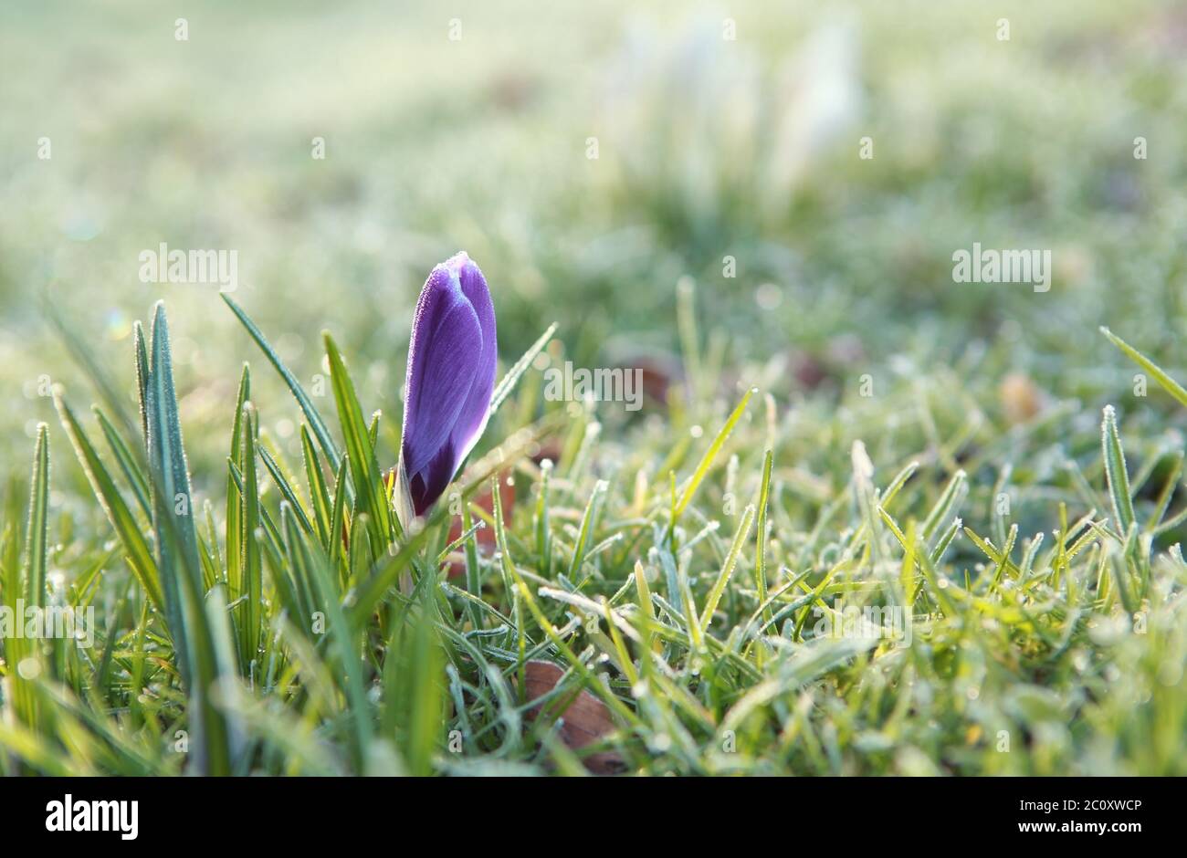 purple crocus flower in grass Stock Photo Alamy