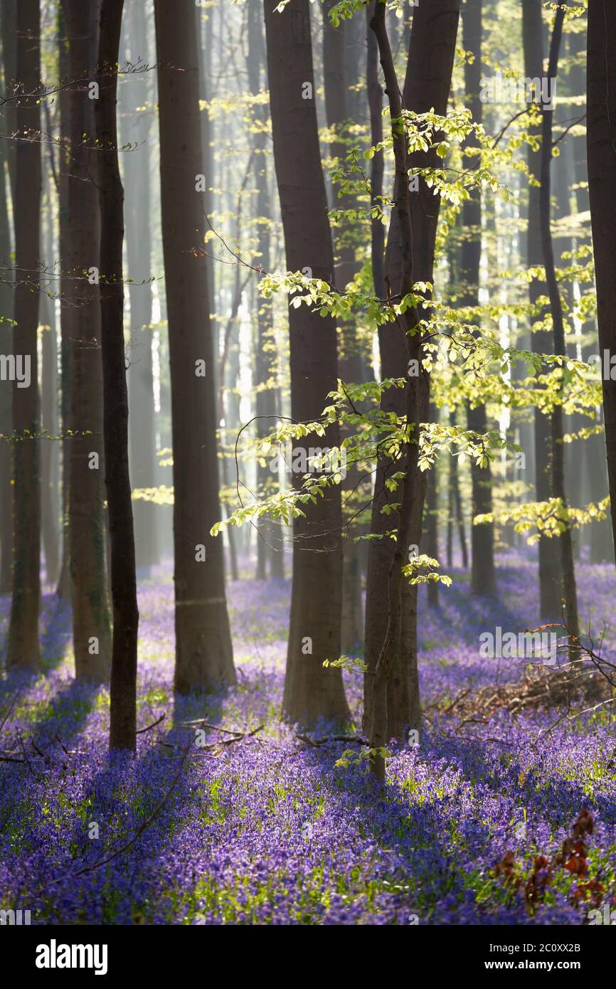Sunny many hi-res stock photography and images - Alamy