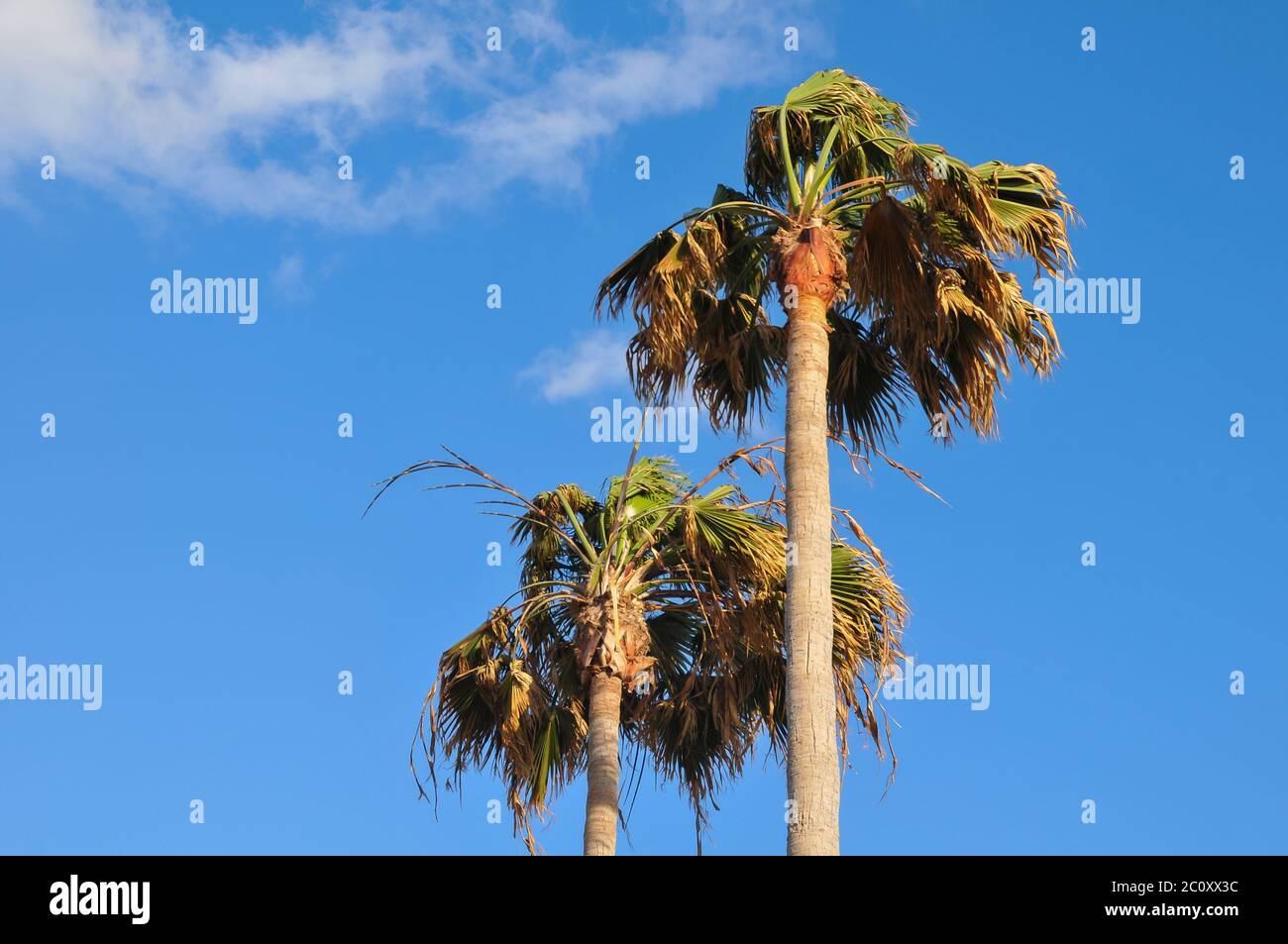 Strong wind tree blowing hi-res stock photography and images - Alamy