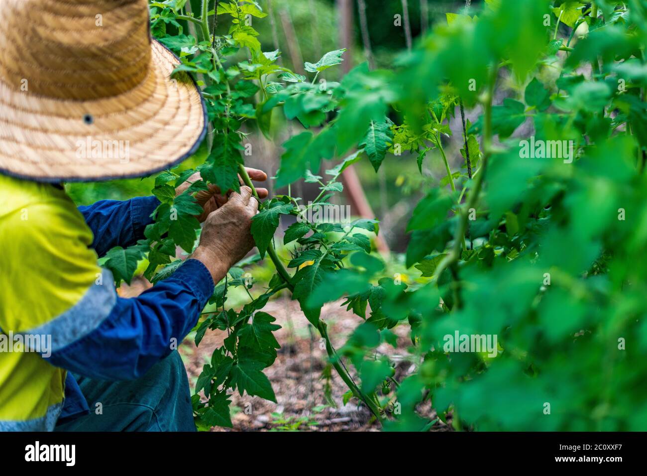 Gardener tending young tomato bush. No dig vegetable garden. Permaculture gardening principles. Self sufficiency, organic food, sustainability. Rural Stock Photo