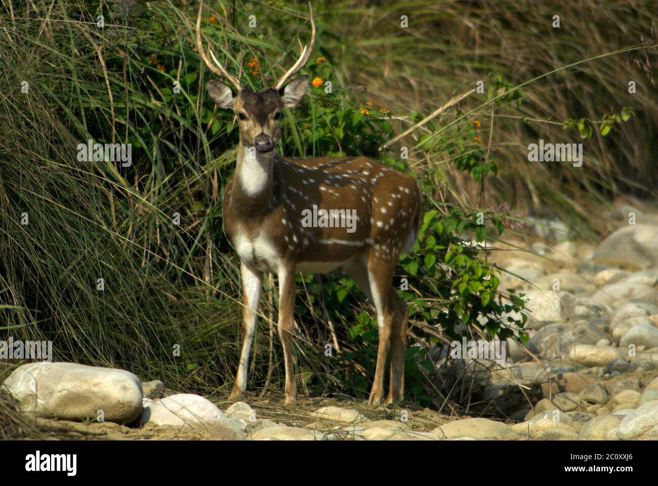 Chittal hi-res stock photography and images - Alamy