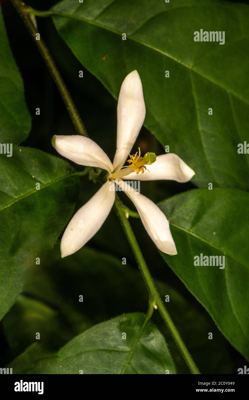Turraea (Turraea heterophylla) Stock Photo