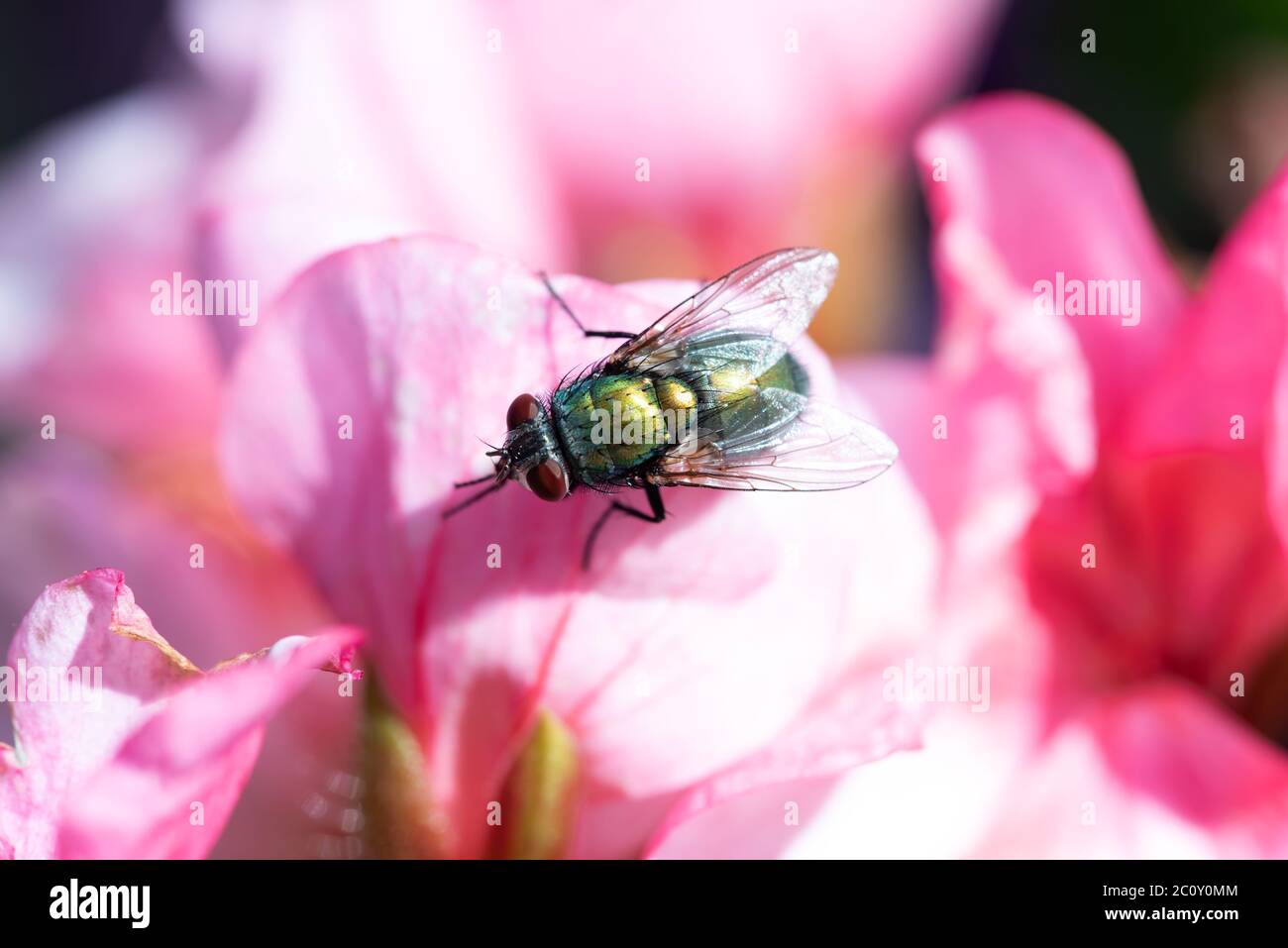 A House Fly is Sitting on a Flower Outside Stock Photo