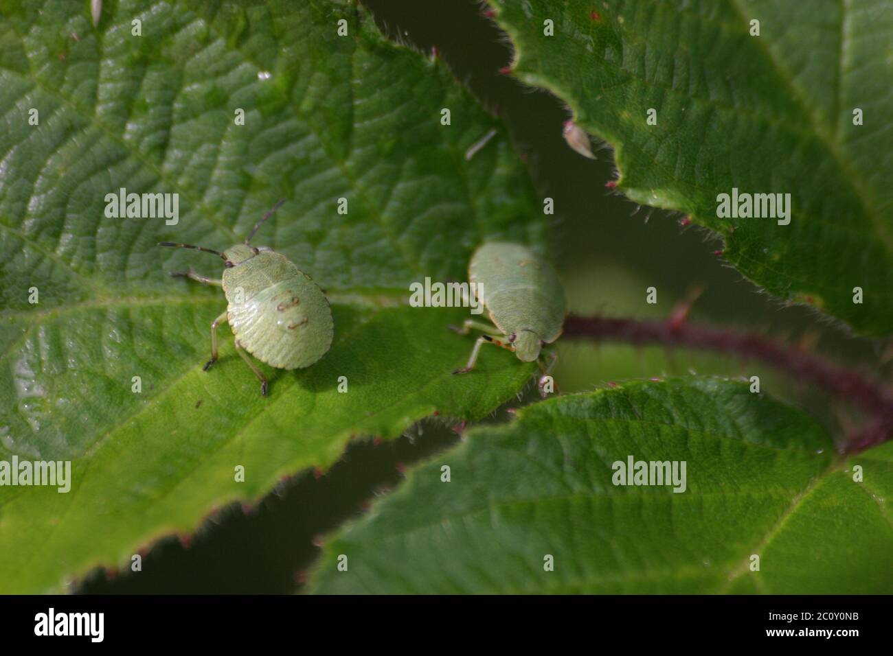 Green tree bugs Stock Photo Alamy