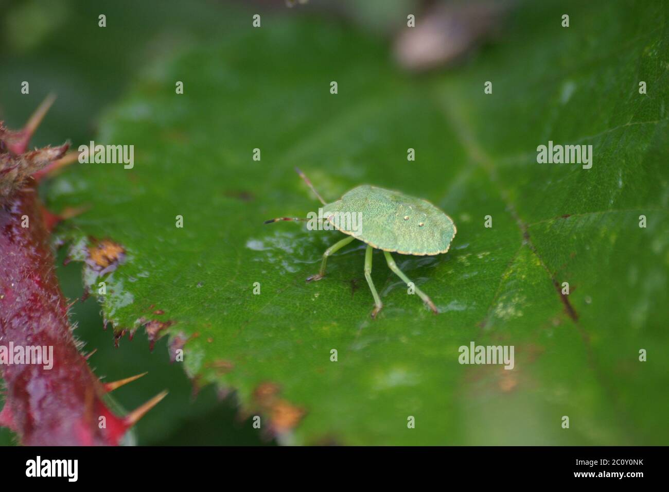 Larva of the Green Stink Bug Stock Photo