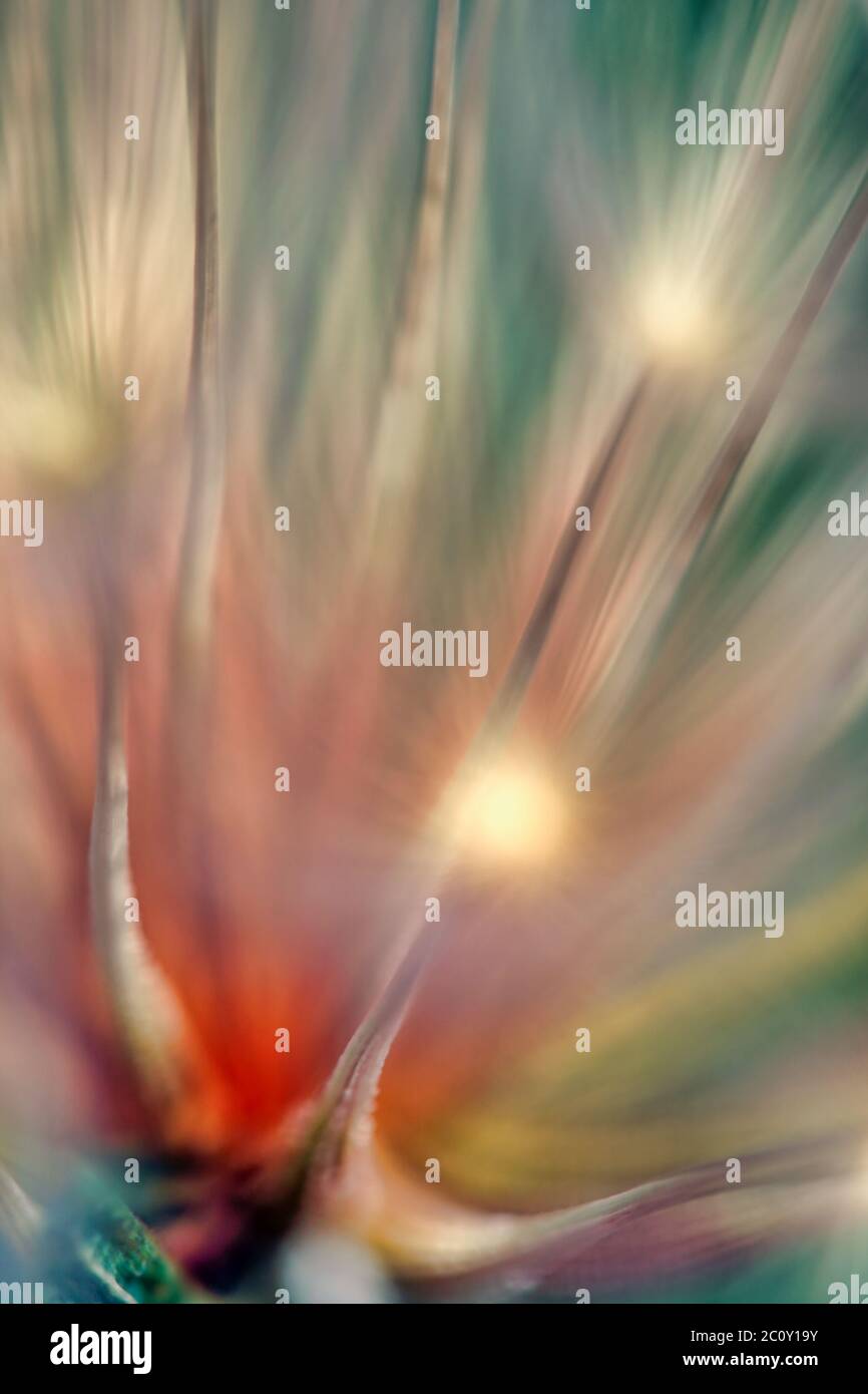 macro of dandelion seeds Stock Photo