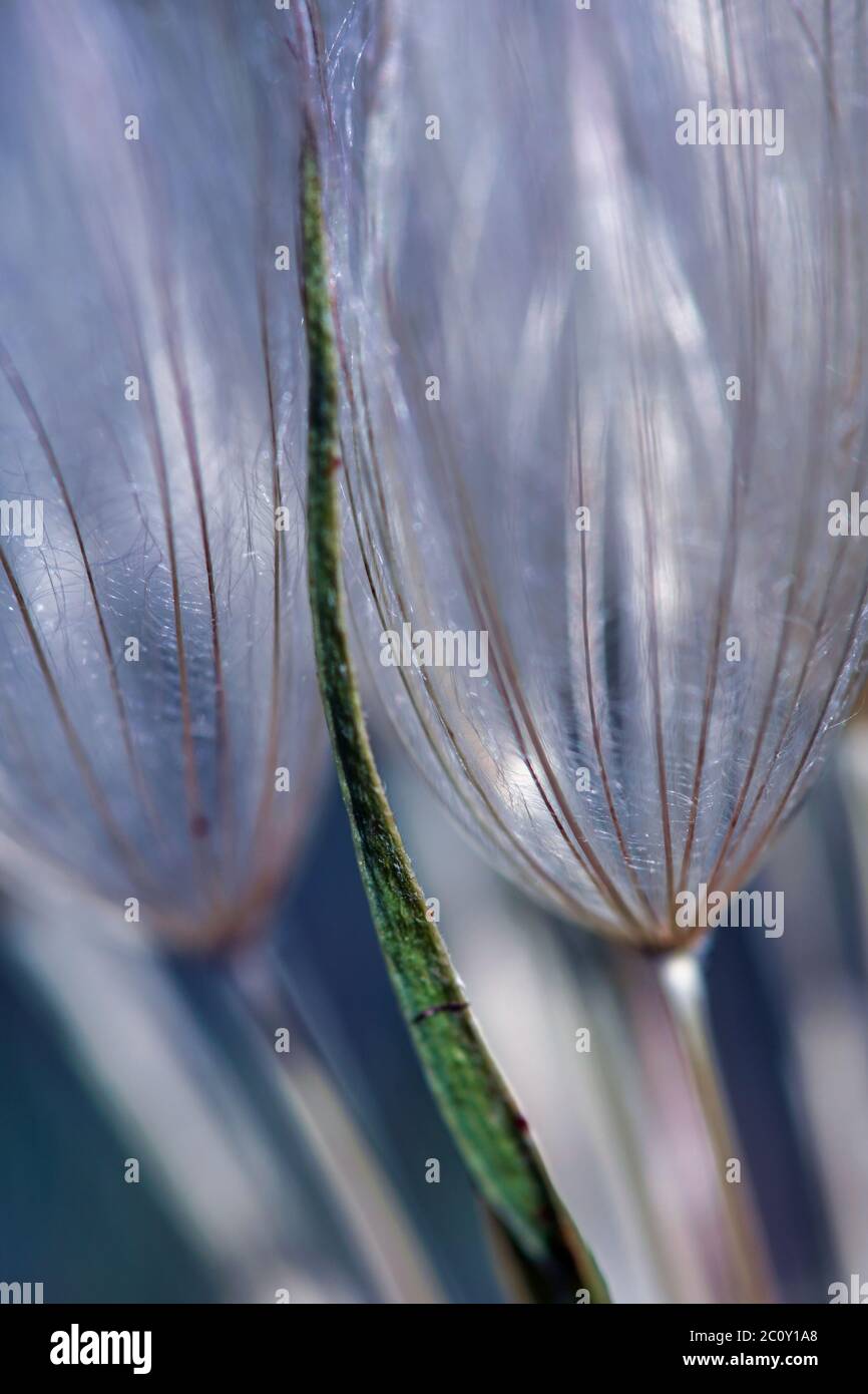 macro of dandelion seeds Stock Photo