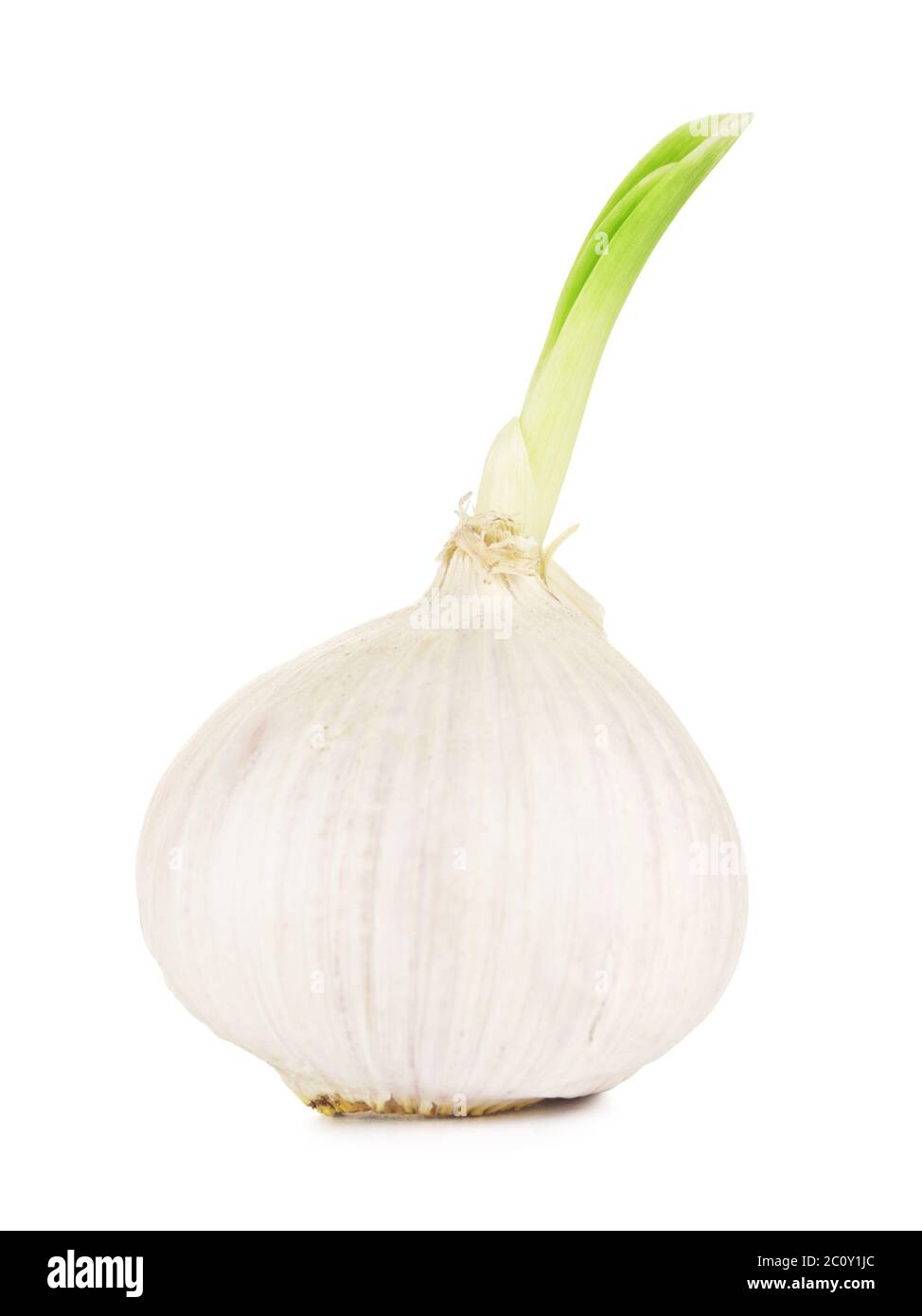 Garlic With Green Sprout Stock Photo Alamy