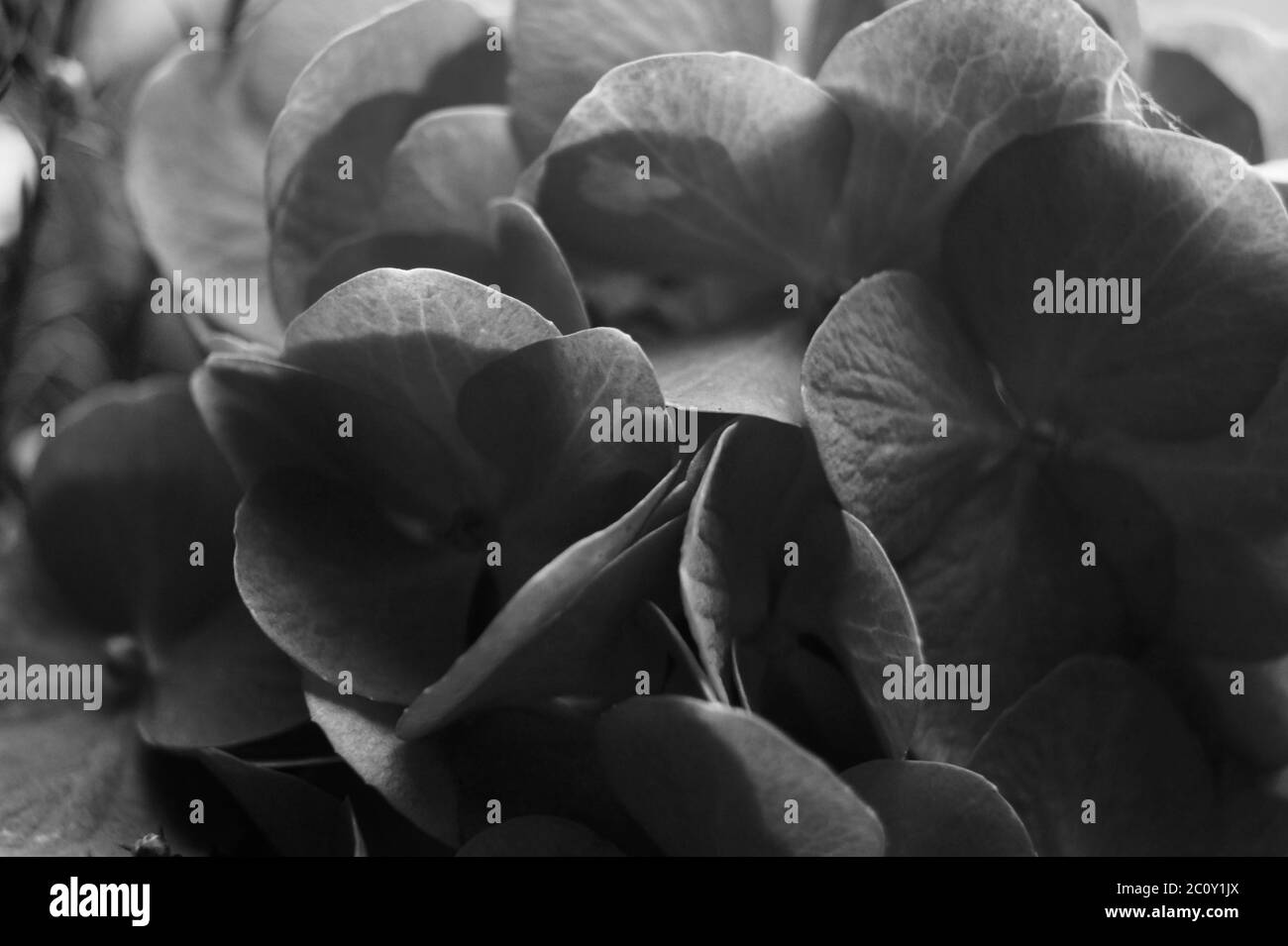 A close up of flowers, sad depressed black and white Stock Photo Alamy