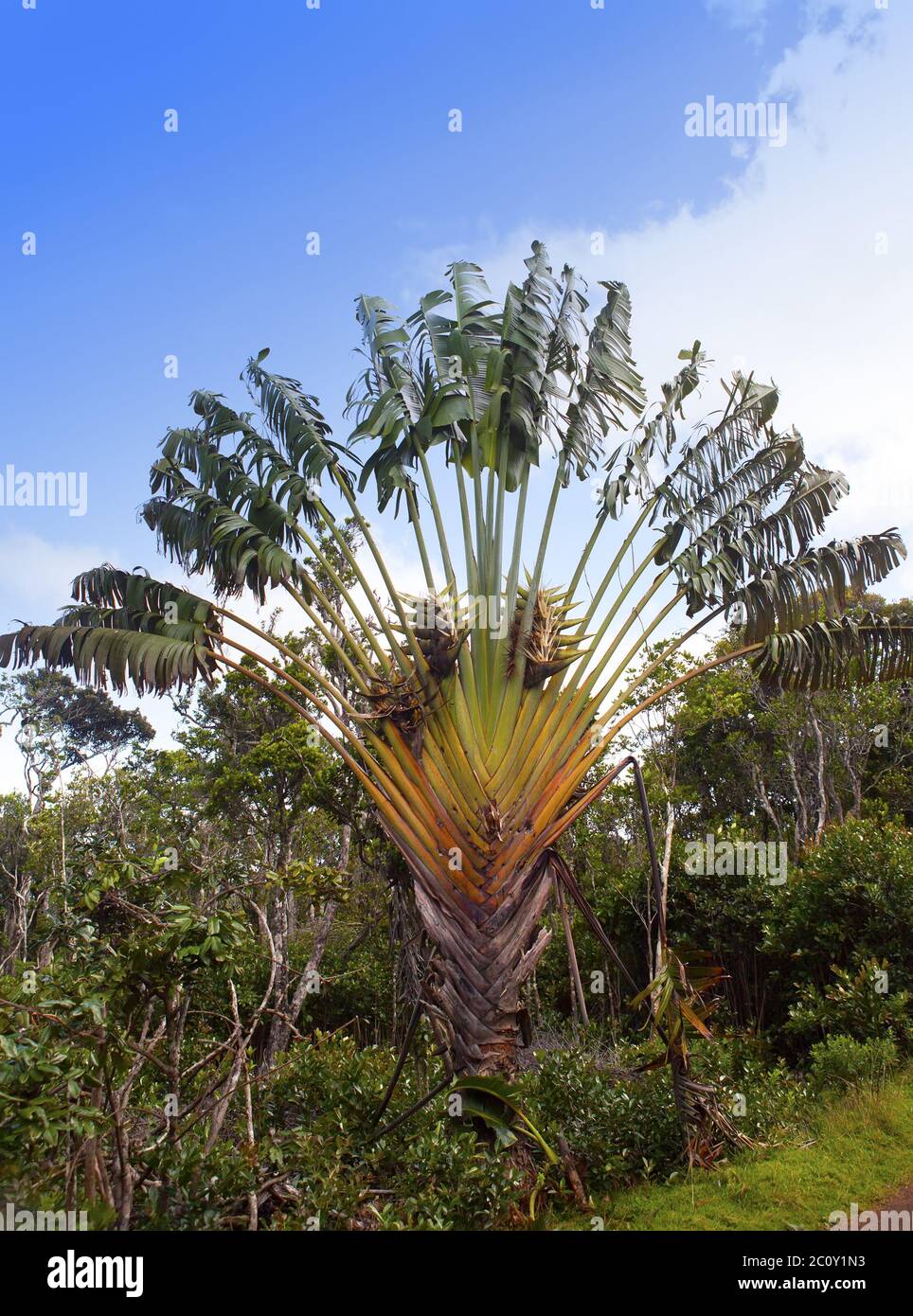 Traveler's tree (Ravenala madagascariensis) , Park  Black river Gorge . Mauritius Stock Photo