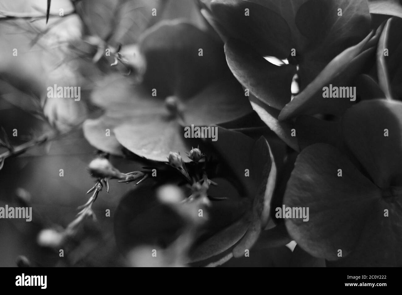 A close up of flowers, sad depressed black and white  Stock Photo