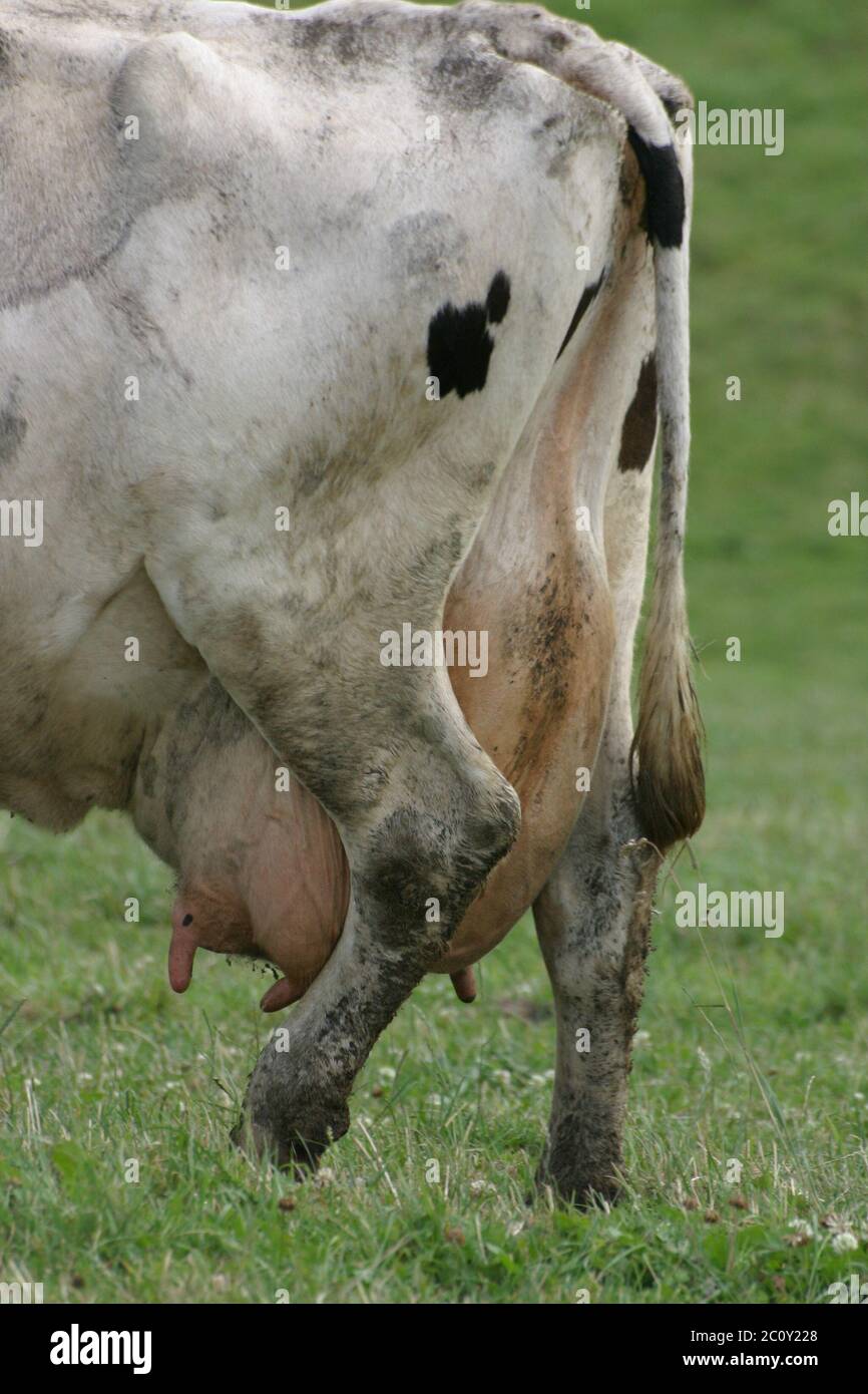 bulging cow udder 2 Stock Photo