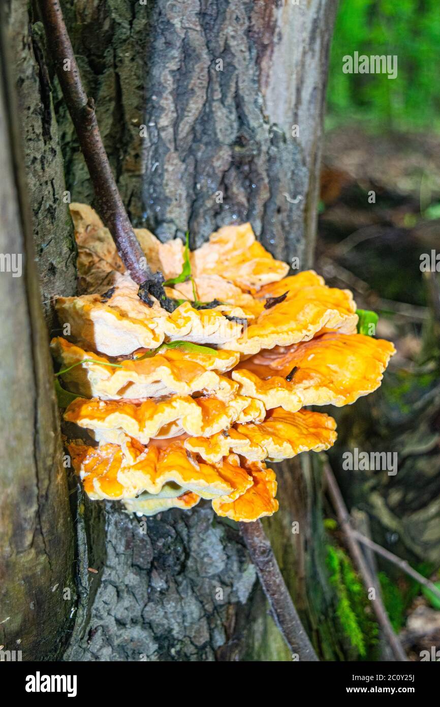 Yellow tree fungus hires stock photography and images Alamy